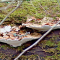 Bracket Fungus