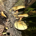 Fungus