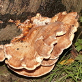 Bracket Fungus