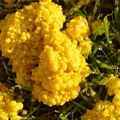 Grass Fungus