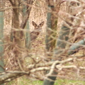 Roe Deer 2018/02/26