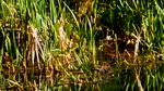 20230425-water-vole-canal-001