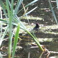 Baby Moorhen
