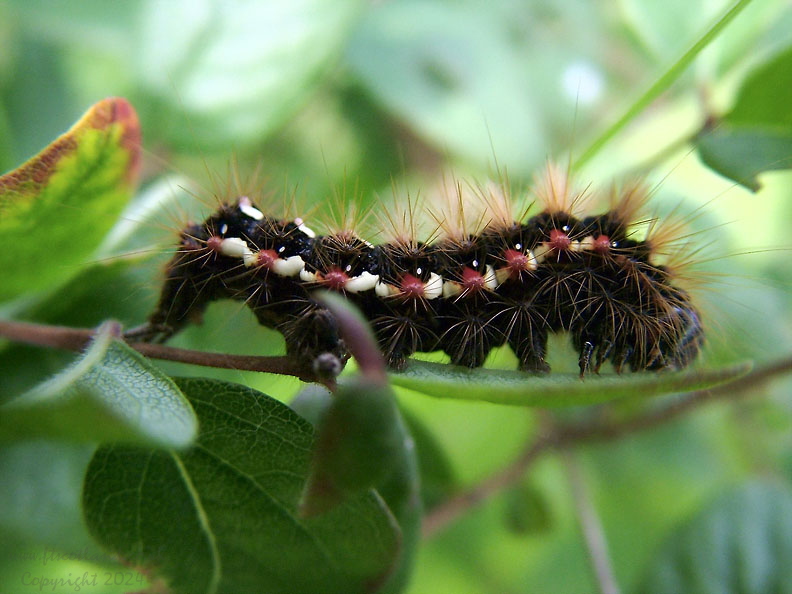 acronicta-rumicis-caterpillar-001.jpg
