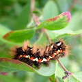 acronicta-rumicis-caterpillar-003.jpg