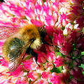 bumble-bee-001.jpg