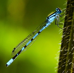 Common Blue Damselfly (Enallagma Cyathigerumfly)