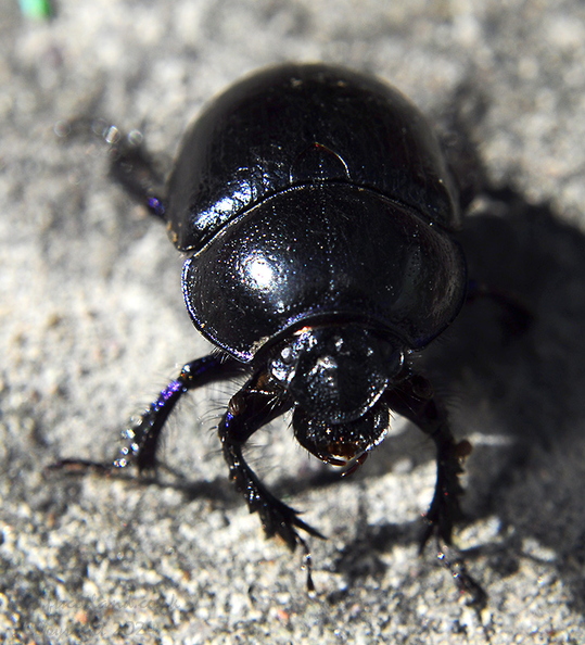 dor-beetle-001.jpg
