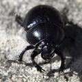dor-beetle-001.jpg