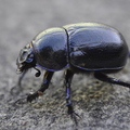 dor-beetle-002.jpg