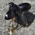 dor-beetle-003.jpg