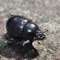 dor-beetle-004.jpg