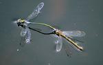 Mating Emerald Damsel Flies (Lestes sponsa)