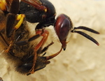 Wasp Head