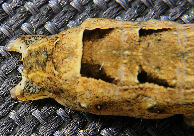 large-yellow-underwing-moth-caterpillar-rear.jpg