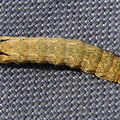 large-yellow-underwing-moth-caterpillar.jpg