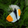 orange-tip-butterfly-001.jpg