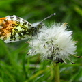 orange-tip-butterfly-002.jpg