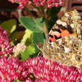 painted-lady-butterfly-underwing-003.jpg