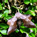 Poplar Hawkmoth (Laothoe Populi)