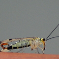 scorpion-fly-panorpa-germanica-001.jpg