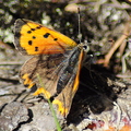 small-copper-butterfly-001.jpg