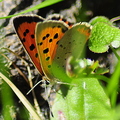 small-copper-butterfly-002.jpg