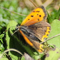 small-copper-butterfly-003.jpg