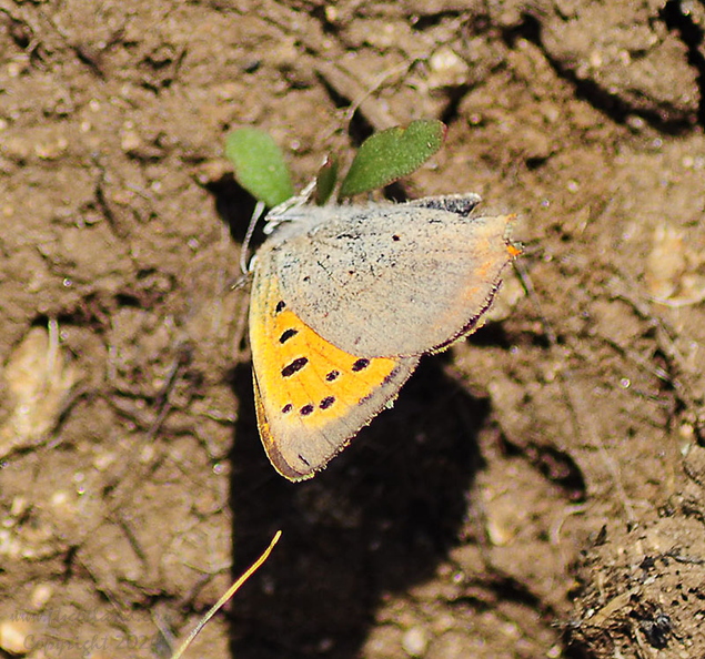 small-copper-butterfly-004.jpg