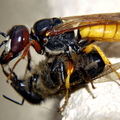 Wasp Killing Fly