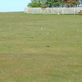 Flock Of Plover (Charadrius hiaticula)
