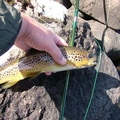 Brown Trout and New Rod