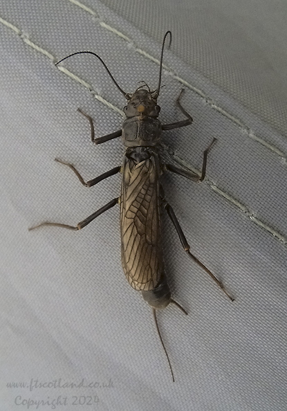 038-stone-fly-female.jpg