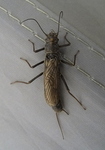 Stone Fly Female