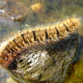 Oak Eggar Caterpillar (Lasiocampa quercus)