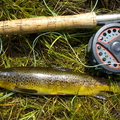 brown-trout-001.jpg
