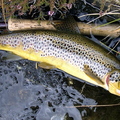 brown-trout-004.jpg