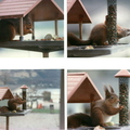 Red Squirrel
