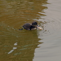duckling-with-fish-001.jpg