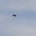 gannet-002.jpg