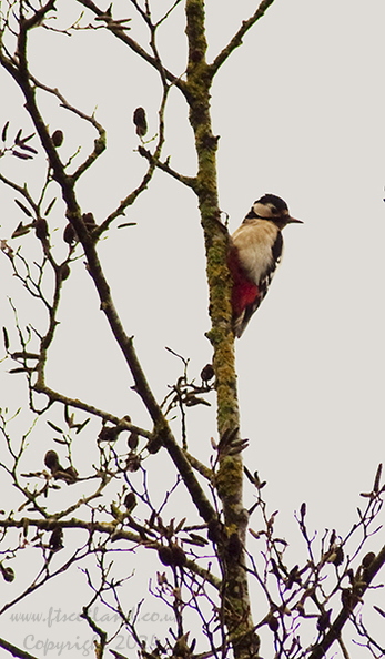 great-spotted-woodpecker-002.jpg
