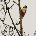 great-spotted-woodpecker-002.jpg