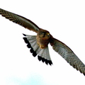 hawk-tenerife-005