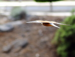 Kestrel (Falco tinnunculus) in flight Tenerife