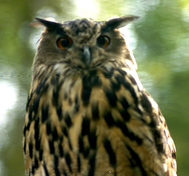 owl-002_1.jpg