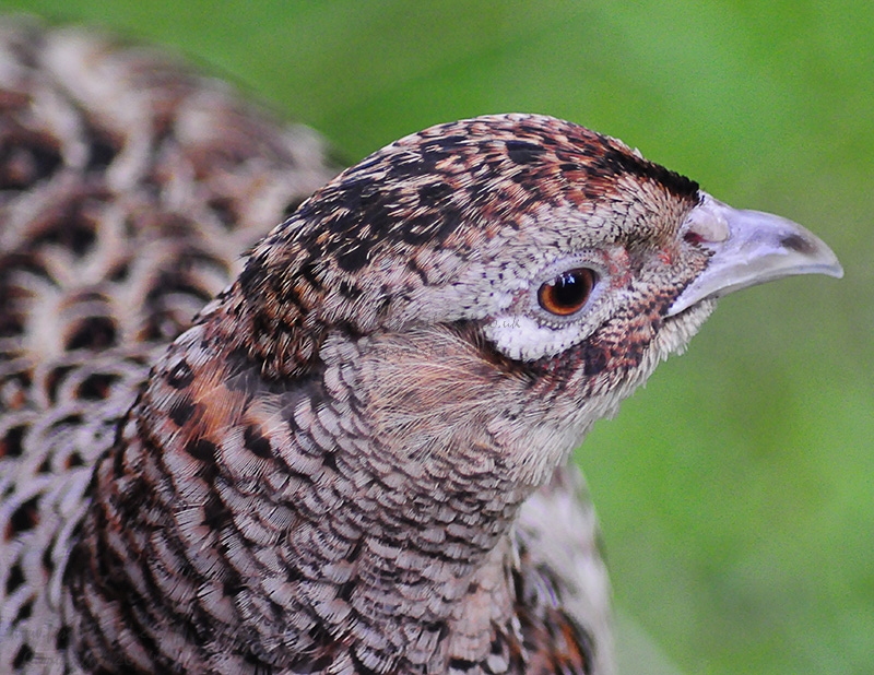 Pheasant Hen Head