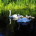 swan-family-001.jpg