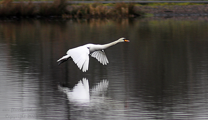 swan-landing-001.jpg