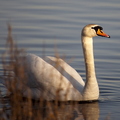 swan-male-001.jpg