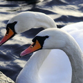 swan-two-heads-001.jpg